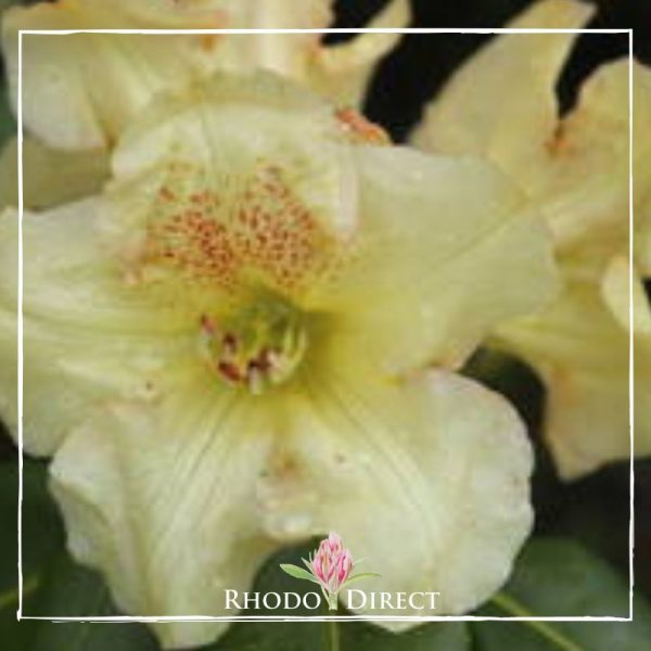A yellow rhododendron with the words rhododendron direct.