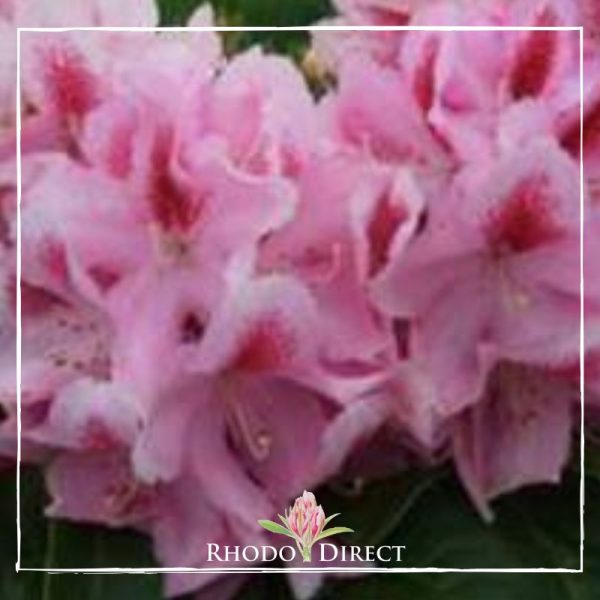 A pink rhododendron with the words rhododendron direct.