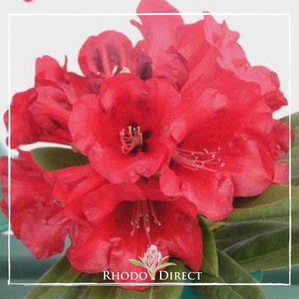 A red rhododendron with the words rhododendron direct.