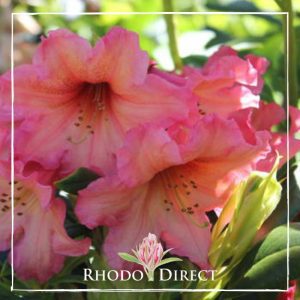 A pink rhododendron with the text rhododendron direct.
