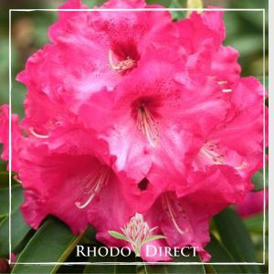 A pink rhododendron with the words rhodo direct.