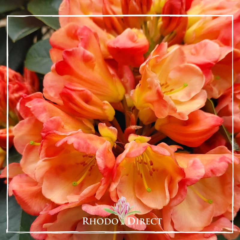 Rhododendron Honey Butter - RhodoDirect: Buy Rhododendrons Online in ...