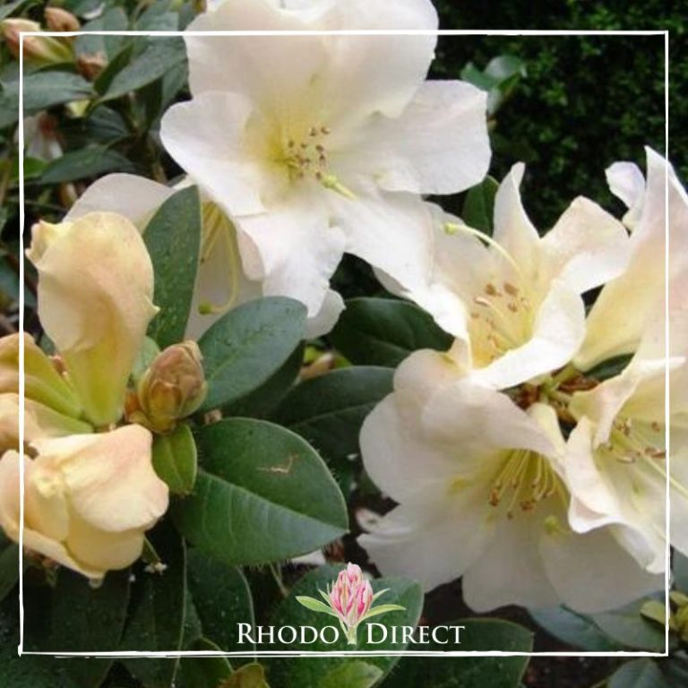 Rhododendron Johnstoneanum Ken Burns - RhodoDirect: Buy Rhododendrons ...