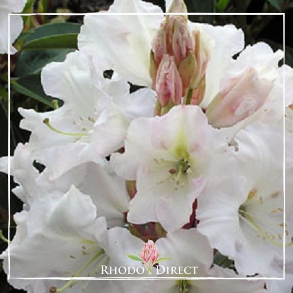 A white rhododendron with the words rhododendron direct.