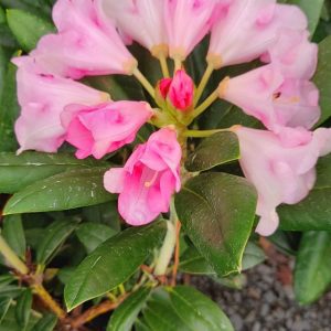 A Rhodo Direct pink rhododendron in a pot with green leaves.