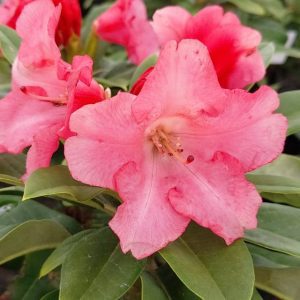 Rhodo Direct - a rhododendron-focused brand dedicated to offering high-quality rhododendrons.