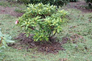 Planting rhododendrons in the garden.