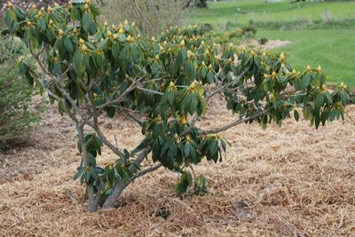 A small tree with green leaves in a garden that requires pruning.