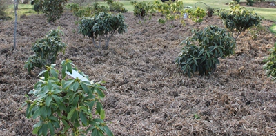 A garden with an abundance of trees, weeds, and planting Rhododendrons.