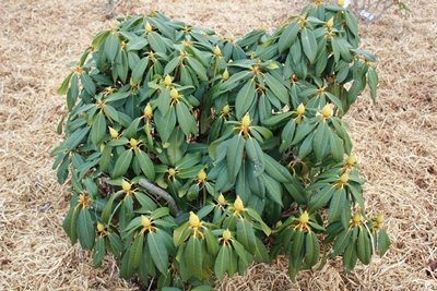A small plant with green leaves on the ground that requires pruning for healthy growth, especially Rhododendrons.