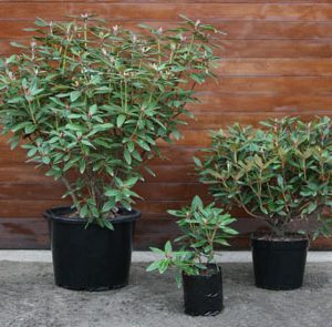 Three plants in black pots displayed outside a store.