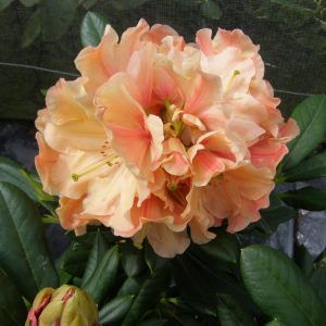 Rhododendron Apricot Fantasy features large peach-colored blooms in full display, surrounded by lush green leaves and a visible flower bud below.