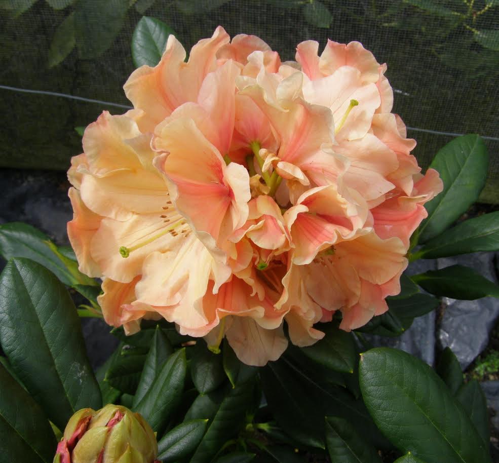 Rhododendron Apricot Fantasy
