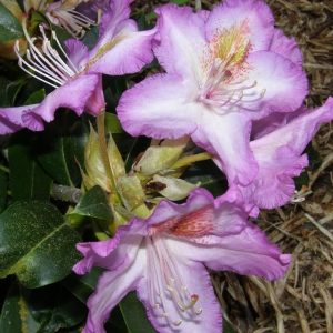 Close-up of Rhododendron Lavender Sensation flowers in light purple with green leaves and brown mulch visible in the background.