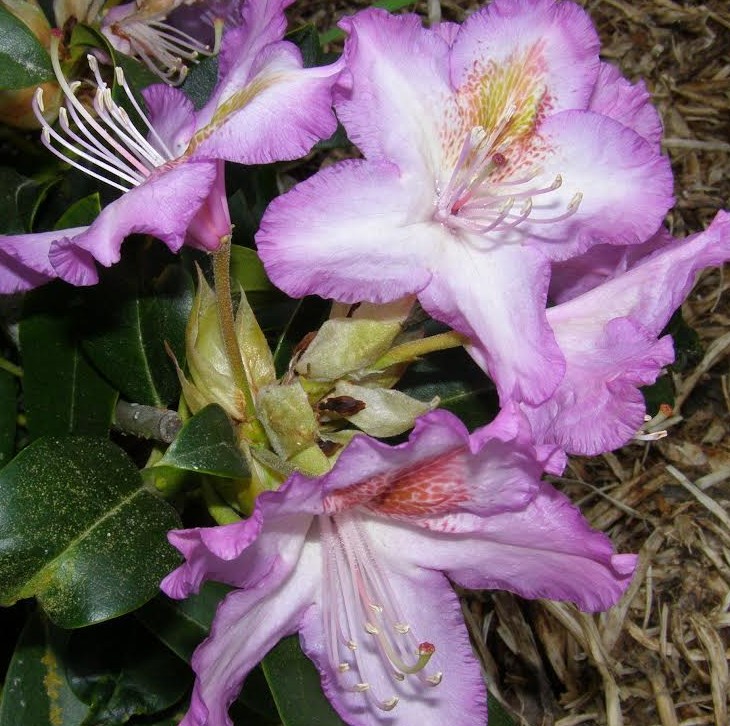 Close-up of Rhododendron Lavender Sensation flowers in light purple with green leaves and brown mulch visible in the background.