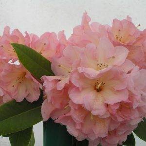 A cluster of light pink Rhododendron Lems 49 flowers with dark green leaves is displayed against a plain white background.