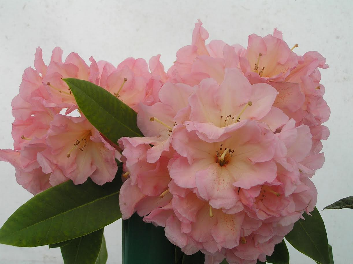 A cluster of light pink Rhododendron Lems 49 flowers with dark green leaves is displayed against a plain white background.