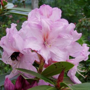 A black bee gathers nectar from a cluster of light pink Rhododendron Admiral Piet Hien flowers, surrounded by green leaves and unopened buds.