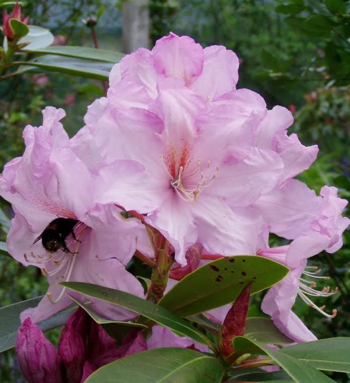 A black bee gathers nectar from a cluster of light pink Rhododendron Admiral Piet Hien flowers, surrounded by green leaves and unopened buds.