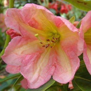 Close-up of a pink and light yellow amaryllis flower in bloom, with green leaves and blurred Rhododendron King of Shrubs flowers adding depth to the background.