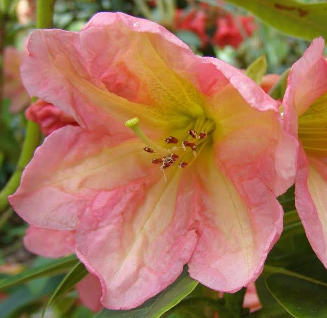 Close-up of a pink and light yellow amaryllis flower in bloom, with green leaves and blurred Rhododendron King of Shrubs flowers adding depth to the background.