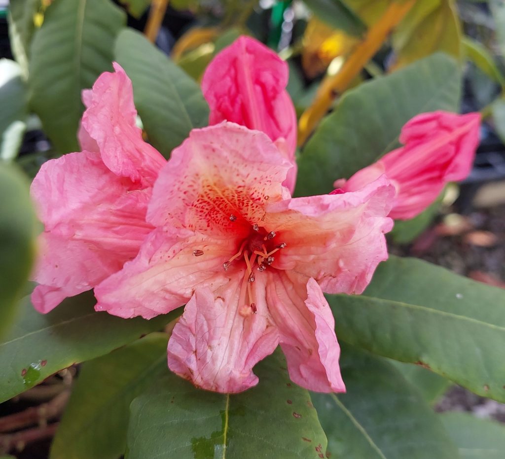 Rhododendron Jane Rogers