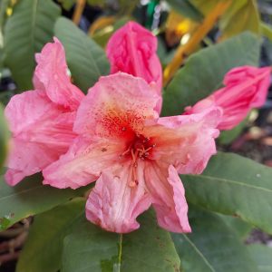 Close-up of a pink Rhododendron Jane Rogers flower with multiple petals, surrounded by green leaves and buds in a garden setting.