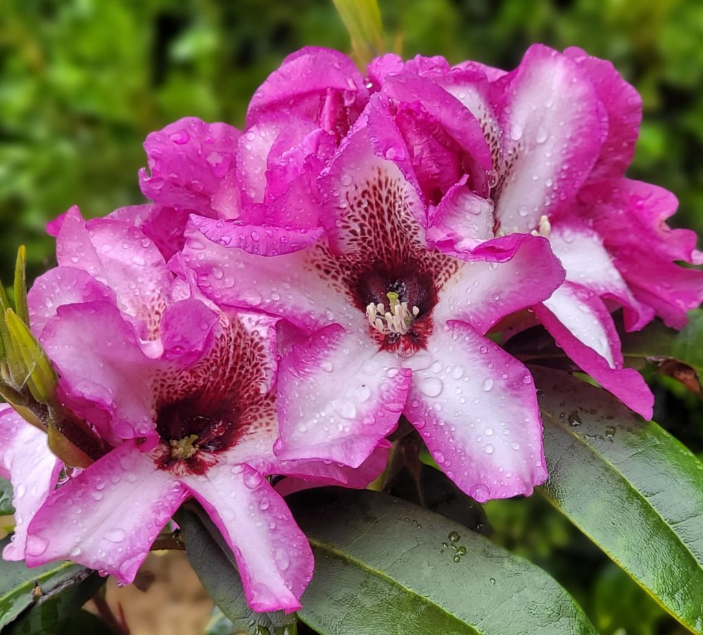 Rhododendron Graham Holmes