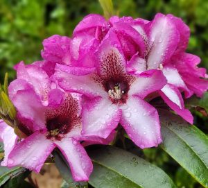 Close-up of three pink and white Rhododendron Graham Holmes flowers with raindrops on their petals, set against a background of green leaves, highlighting their delicate beauty.