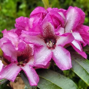 Close-up of three pink and white Rhododendron Graham Holmes flowers with raindrops on their petals, set against a background of green leaves, highlighting their delicate beauty.