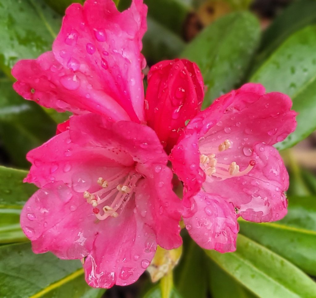 Rhododendron Morgenrot (Red Dawn)