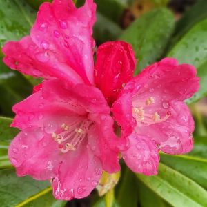 Close-up of Rhododendron Morgenrot (Red Dawn), its pink petals glistening with raindrops, set against lush green leaves.