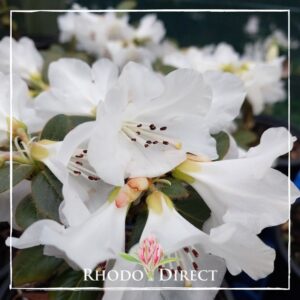 White rhododendron flowers with visible stamens, surrounded by green leaves and a budding pink flower in a Rhododendron Alpine Meadow, with "RHODO DIRECT" watermark.