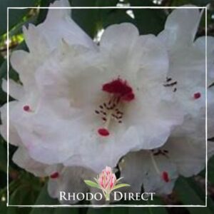 White Rhododendron Avalanche flowers with red spots and dark stamens, surrounded by green leaves, with "Rhododendron Avalanche" logo at the bottom.