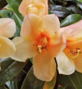 Rhododendron Felicity Fair