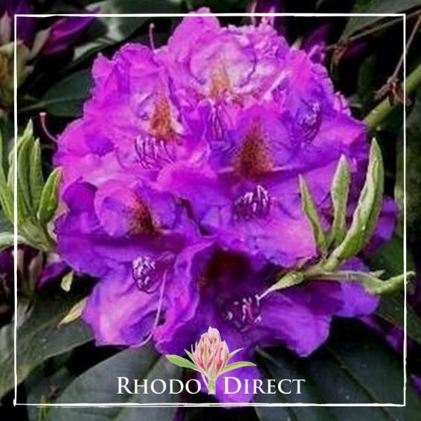 Rhododendron rhododendron rhododendron rhodo.
