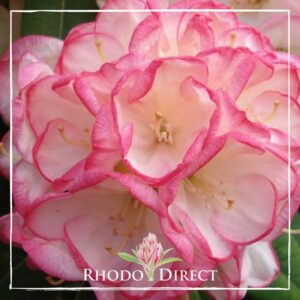 Close-up of a pink Rhododendron Manda Sue flower with white accents and visible stamens, overlaid with a "Rhodo Direct" logo at the bottom.