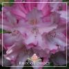 Azalea Softlights - Image 2