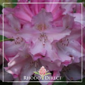Close-up of Azalea Softlights flowers—light pink blooms with darker pink edges, surrounded by green leaves. "Rhodo Direct" logo with a small flower illustration appears at the bottom.