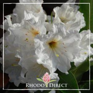 Close-up of white Rhododendron 'Polar Bear' flowers with pale yellow centers against a backdrop of dark green leaves, with the logo "RHODO DIRECT" at the bottom.