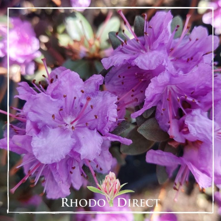 Rhododendron Purple Gem RhodoDirect Buy Rhododendrons Online in New
