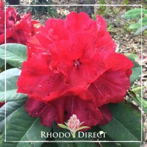 Close-up of a vibrant Rhododendron Red Jack flower with green leaves in the background. The image has a white border and text at the bottom center that reads "Rhododendron Direct.