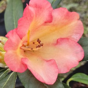 Close-up of the Rhododendron Molly Miller flower, showing its pink and yellow wavy petals, visible stamens, and green leaves in the background.