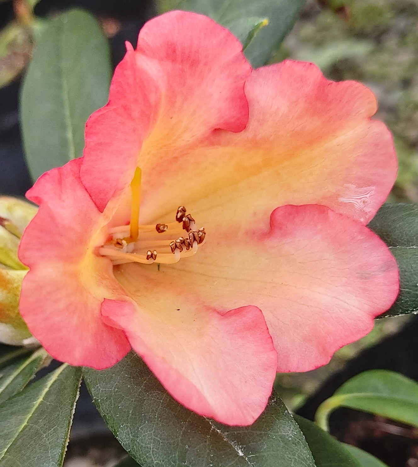 Close-up of the Rhododendron Molly Miller flower, showing its pink and yellow wavy petals, visible stamens, and green leaves in the background.