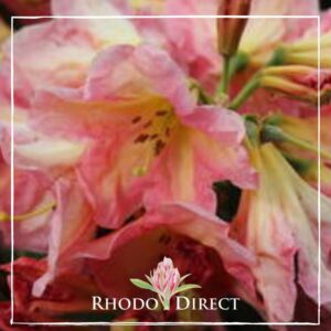 Close-up of pink and yellow lilies with a logo that reads "RHODODENDRON BACKERS GOLD" at the top.