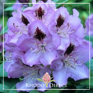 Rhododendron Blue Jay