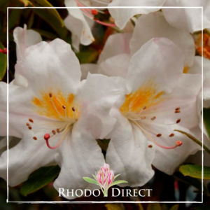 Rhododendron Danella
