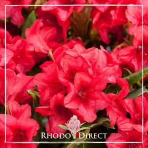 Close-up of vibrant red rhododendron flowers in full bloom, framed with a white border. The text "Rhododendron Dopey" is displayed at the bottom center with a small image of a rhododendron bud, creating an enchanting scene even Dopey would appreciate.