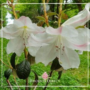 White Rhododendron Fragrantissimum blossoms with pink centers and dark green leaves, with a blurred green background and a logo "Rhodo Direct" in the corner.