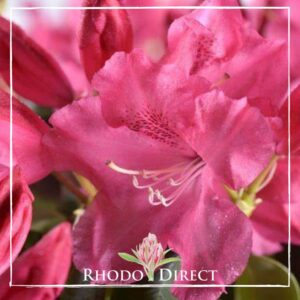 Close-up image of vibrant pink rhododendron flowers with visible stamens. The flowers appear fresh and have a slightly dewy texture. "Rhododirect" and a flower icon are at the bottom center, exemplifying Rhododendron Gartendirektor Glocker beauty as a Gartendirektor would admire.
